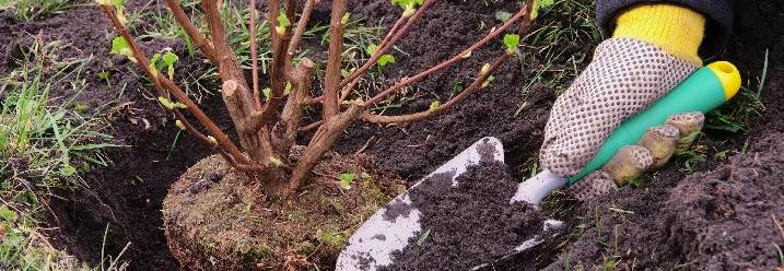 Person pflanzt Strauch mit Schaufel